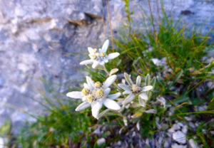 edelweiss flower in the dolomites