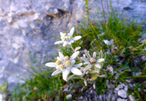 edelweiss flowers dolomites hiking week