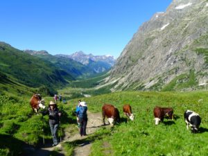 Day hiking Chamonix with some cows