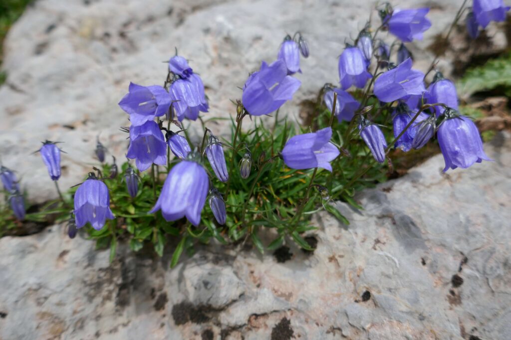 Alpen-Wildblumen