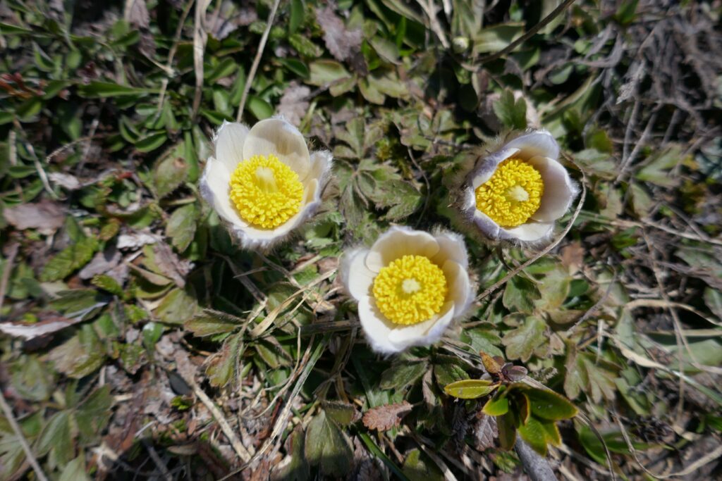 Anemone alpine flowers