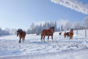 Grande-Jura-cross-country-skiing-traverse-horses