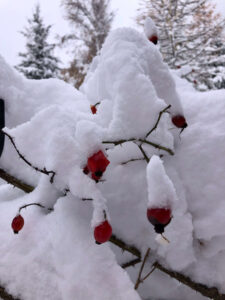 winter flora rosehips in snow