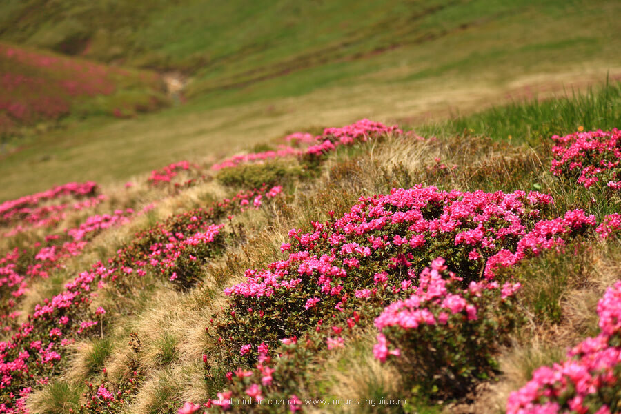 Wildflowers in the Fagaras Mountains